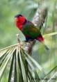 /album/lori-tribarvy-black-capped-lory/lori-tribarvy-4-jpg/